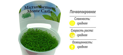 Микрантемум монтекарло (меристемное растение)